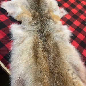 Red Western Heavy Coyote