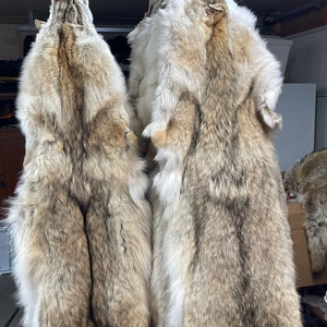 Western Heavy Coyote Skins #1 Grade