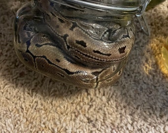 Huge Wet Specimen Piebald Pied Morph Ball Python Taxidermy Mount ...