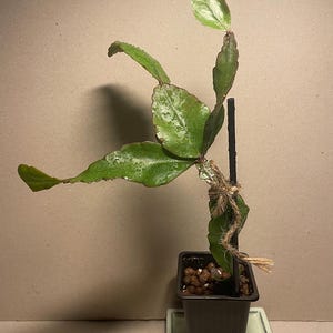 Rhipsalis elliptica