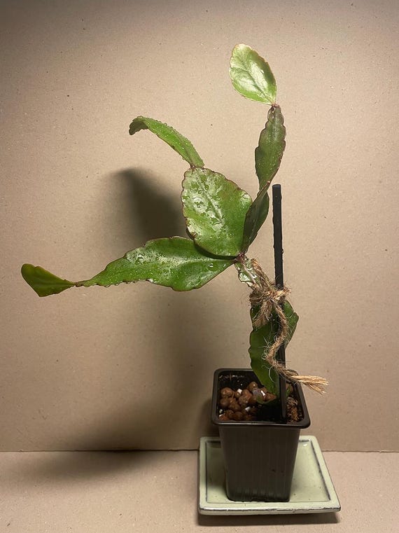 carolina plant Carolina Allspice Shrubs