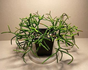 Mistel-Kaktus - Rhipsalis Cassutha - Lebende Sukkulente - Etsy sterreich