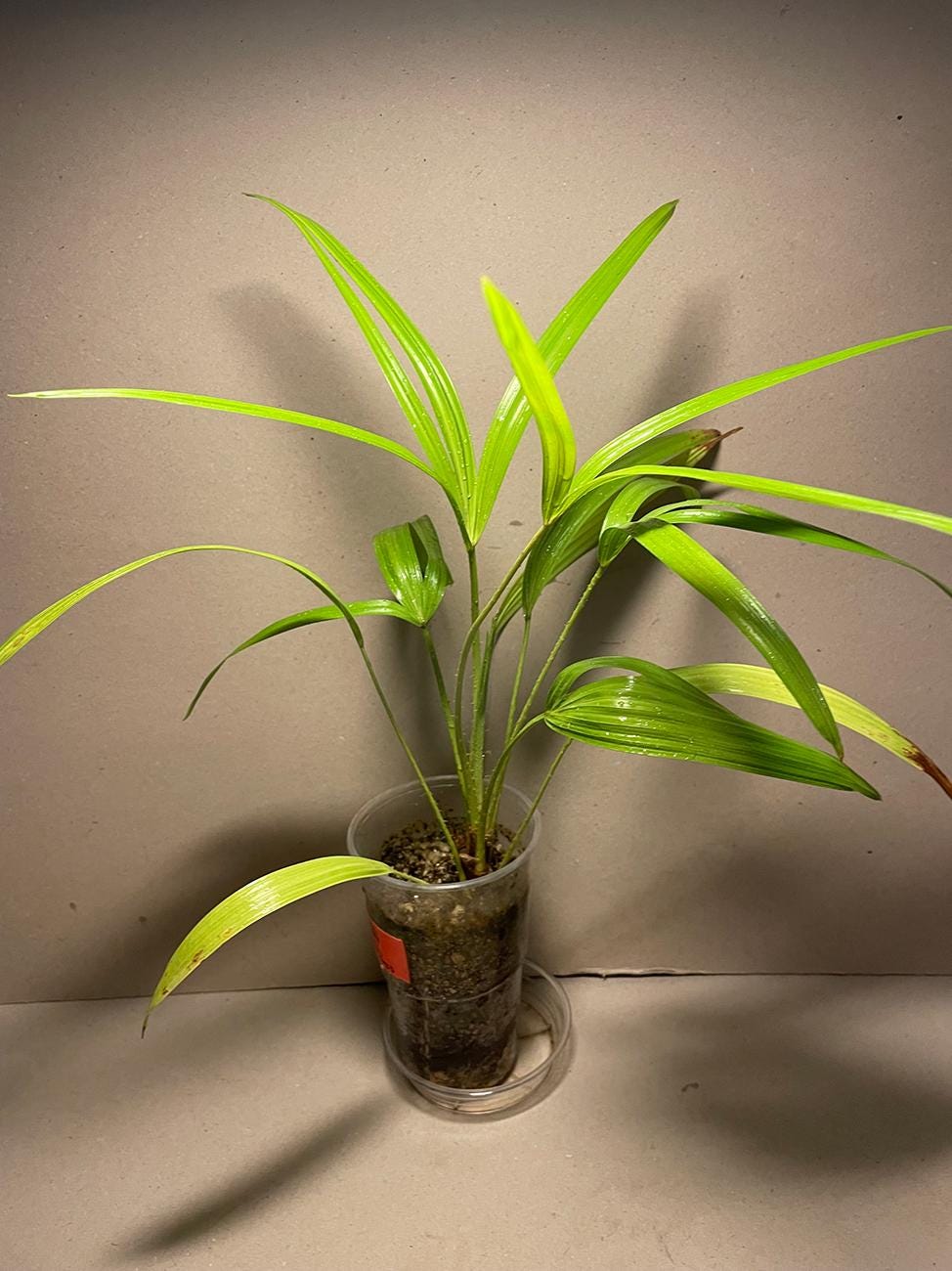 Pianta D'appartamento Livistona (Palma Tropicale) | Altezza 30-40 Cm (vaso 12 Cm Incluso) | Regalo Vivente