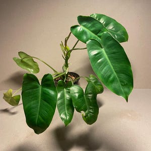 Philodendron burle-marxii