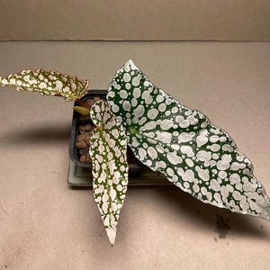 Può includere: Una pianta di Begonia con grandi foglie verdi ricoperte di macchie bianche. Le foglie hanno varie forme, una lunga e appuntita, e altre più arrotondate. La pianta è in un piccolo vaso quadrato.