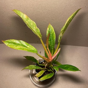 Philodendron &#39;Ring of Fire&#39;