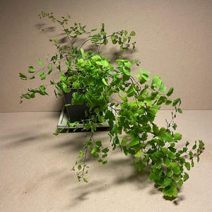 Adiantum raddianum -- Delta Maidenhair fern