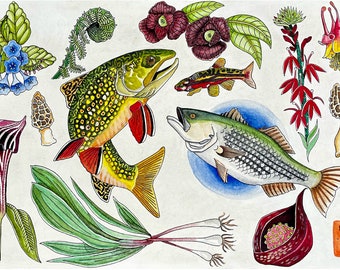 Native Virginia Fish and Plant Flash Sheet Art Print