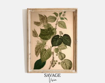 Antique Botanical Print, Vintage Farmhouse Kitchen Decor (Digital Download)
