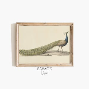 Vintage Peacock Painting, Blue Peacock Wall Art, Antique Nursery Wall Decor, Neutral Bird Painting, Minimalist Bird Print, Digital Download