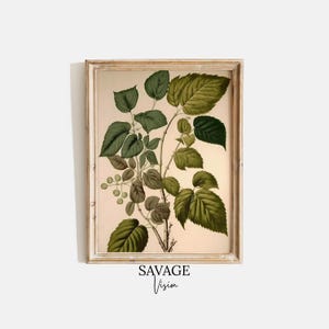 Vintage Botanical Art Print Farmhouse Botanical Print Rustic Kitchen Wall Decor Floral Poster Antique Wall Art