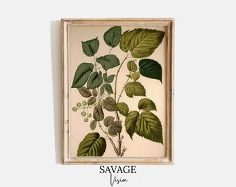 Vintage Botanical Print, Rustic Farmhouse Kitchen Art (Digital Download)
