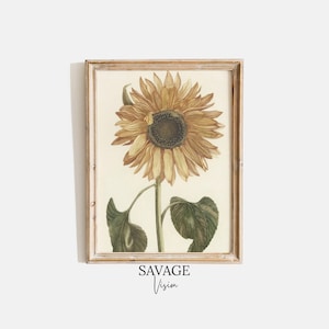 Vintage Sunflower Painting, Botanical Art Print, Sunflower Drawing, Sunflower Wall Art, Summer Farmhouse Decor, Flower Illustration