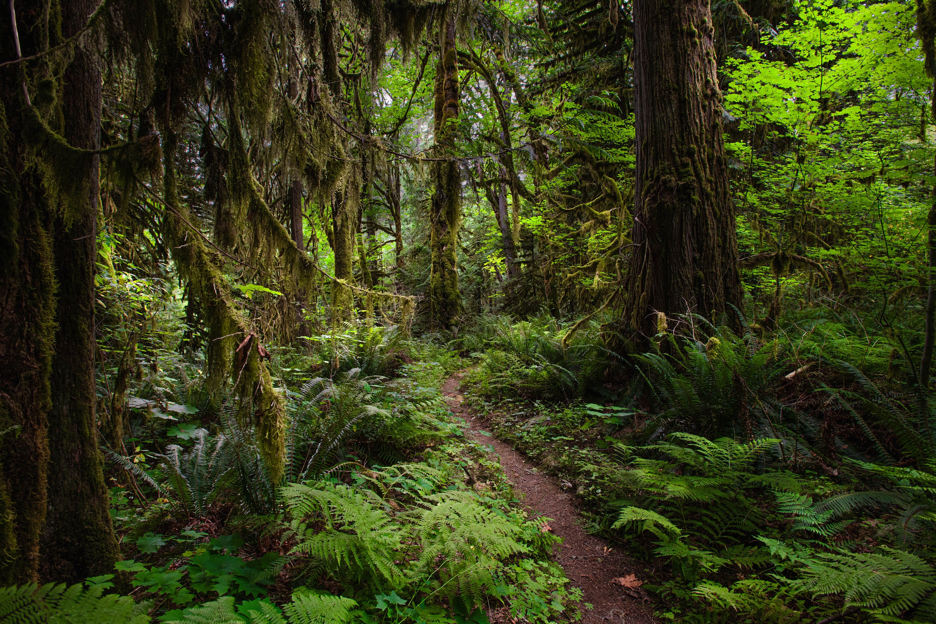 Olympic national park trails
