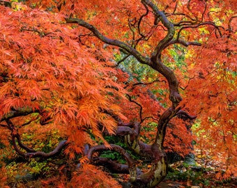 Japanese Maple at Ballard Locks 2