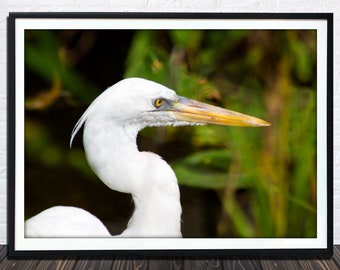 Great Egret Print, Animal Print, Animal Wall Art, Bird Art Prints, Nursery, Birds, Nature Decor, Bird Wall Art, Instant Download, Photo