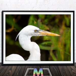 Great Egret Print, Animal Print, Animal Wall Art, Bird Art Prints, Nursery, Birds, Nature Decor, Bird Wall Art, Instant Download, Photo