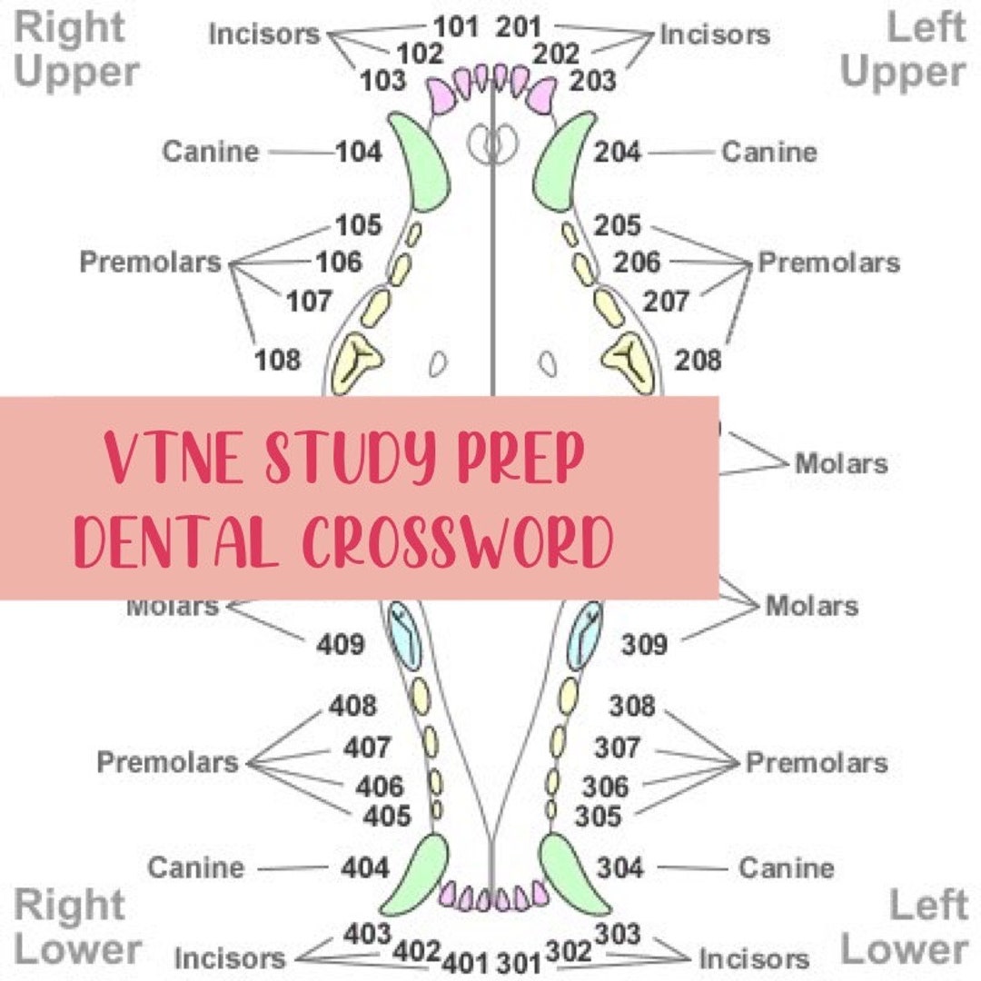 VTNE STUDY PREP Dental Crossword Etsy