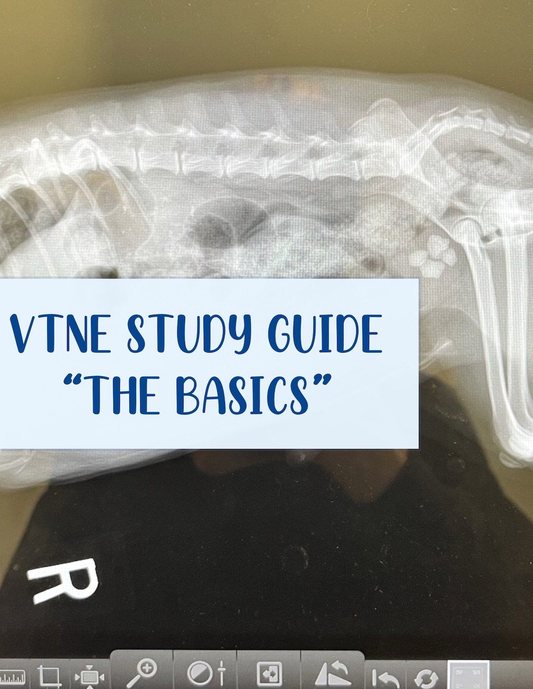 VTNE STUDY GUIDE Basics Etsy