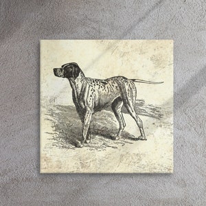 Op de afbeelding: Een vintage illustratie van een zwart-wit gevlekte hond die op een veld staat. De hond kijkt naar rechts en heeft zijn staart opgerold. De illustratie is op een crèmekleurige achtergrond met een textuur.