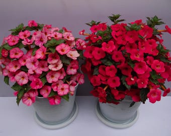 12 Achimenes-wortelstokken, gemengde kleuren, nieuw 2026