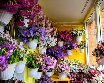 Achimenes -25 rhizomes-color mix-very Fresh - 2026 new season