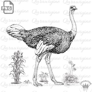 Ostrich Clipart PNG Silhouette Vector Black and White Printable Art for Cricut Crafts Stickers Sublimation Nursery Wall Decor