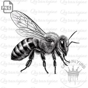 Printable Bumblebees Clipart – Cute Bee PNG, Queen Bee, Honey Bee Digital File, Bee Vector & Cut File
