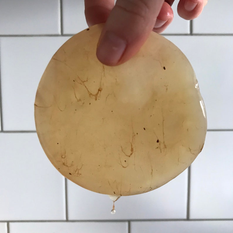 kombucha scoby organic with starter liquid to make kombucha at home recipe on demand diameter is 8 cm afbeelding 1