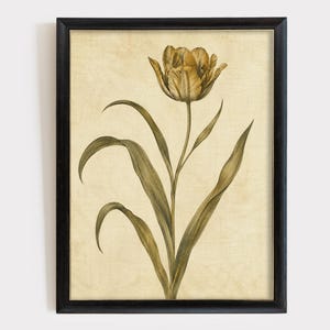 Puede incluir: Una lámina de arte enmarcada que muestra un tulipán de color marrón dorado con hojas verdes largas y delgadas. La ilustración botánica se presenta sobre un fondo de color crema con textura y está encerrada en un marco de madera marrón oscuro.