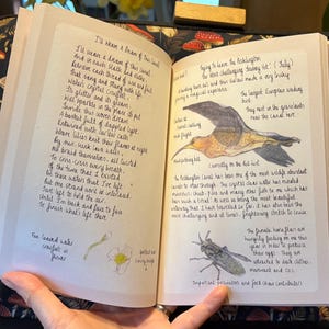 Puede incluir: Un diario abierto con texto manuscrito e ilustraciones de un pájaro, insectos y flores. Las páginas del diario son de color crema, con tinta negra y dibujos coloreados.