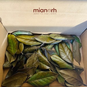 May include: A cardboard box filled with numerous dried, dark green and brown leaves. The interior lid of the box features the brown text mianorh and the phrase waken the magic within. The leaves are oval-shaped with pointed tips and smooth edges.