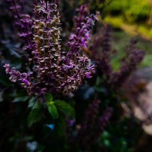 ホーリーバジル（トゥルシー）乾燥葉 – 浄化と平和のための聖なるハーブ | カット＆ふるい分け