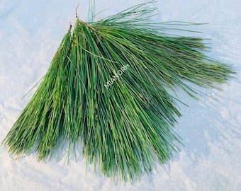 Aguja de pino (seca): para purificación, protección, mezclas de incienso, ofrendas ancestrales y hechizos.