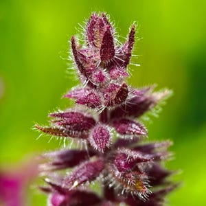 Soul Tie Breaker Yoni Blend – Ancient Sacred Ritual for Cleansing, Energetic Release & Feminine Renewal