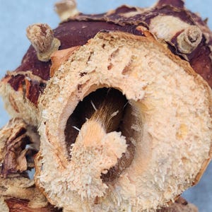 Könnte beinhalten: Nahaufnahme eines Querschnitts einer braunen und beigen getrockneten Wurzel. Das Innere zeigt einen hohlen Hohlraum mit faseriger Textur und kleinen, weißen, haarartigen Strukturen. Die äußere Schicht ist dunkelbraun mit einer rauen, strukturierten Oberfläche.