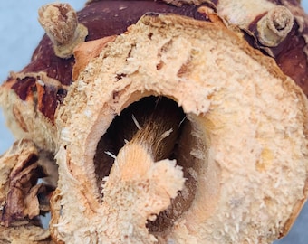 Whole Galangal Root (Low John) – Court Case, Legal Protection & Orisha Offerings
