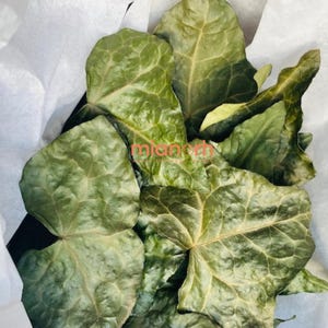 Dried Ivy Leaves (hedera Helix)  Protection, Binding & Ancestral Rituals -  Etsy