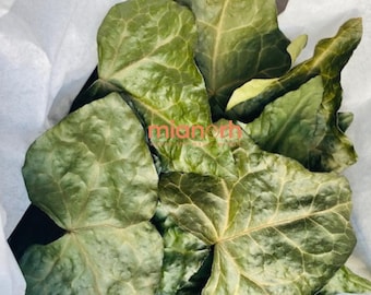 Dried Ivy Leaves (Hedera Helix) – Protection, Binding & Ancestral Rituals