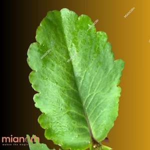 Fresh Ewe Odundun Leaves for Rituals, Spiritual Healing & Herbal Use | Miracle Leaf | Tameawu