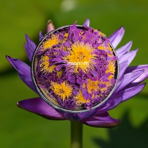 Organic Egyptian Blue Lotus Flowers | Meditation Tea – Sacred Herbal Tea for Lucid Dreaming, Deep Sleep & Dream Recall | Flower of Intuition