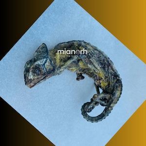 以下が含まれることがあります： 主に茶色と黄色で構成された、保存されたカメレオンが白い表面に横たわっています。 爬虫類の皮膚には複雑な模様があり、丸まった尾が見えます。 画像には「mianorh」というテキストと「seek the magic within」というスローガンが含まれています。