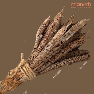 African Incense | Palm Oil Tree Inflorescence | Abe Rasta | Natural Incense | Inflorescence of Oil Palm Tree | Flowers of Palm Oil Tree