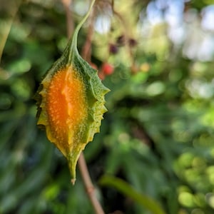 Cerasee for Spiritual Bath – Dried Bitter Leaf Herb for Cleansing, Energy Protection & Skin Healing | Traditional Ga Medicine (Nyanyra)