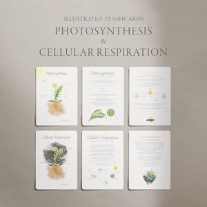 Fotosintesi e respirazione cellulare, Pacchetto studio, Materiali didattici homeschool, Schede scientifiche, Schede Montessori, Biologia per bambini