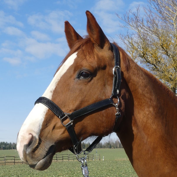 Black leather halter with a pattern on the noseband, self-sewn from cowhide and goatskin, glitter high gloss horse