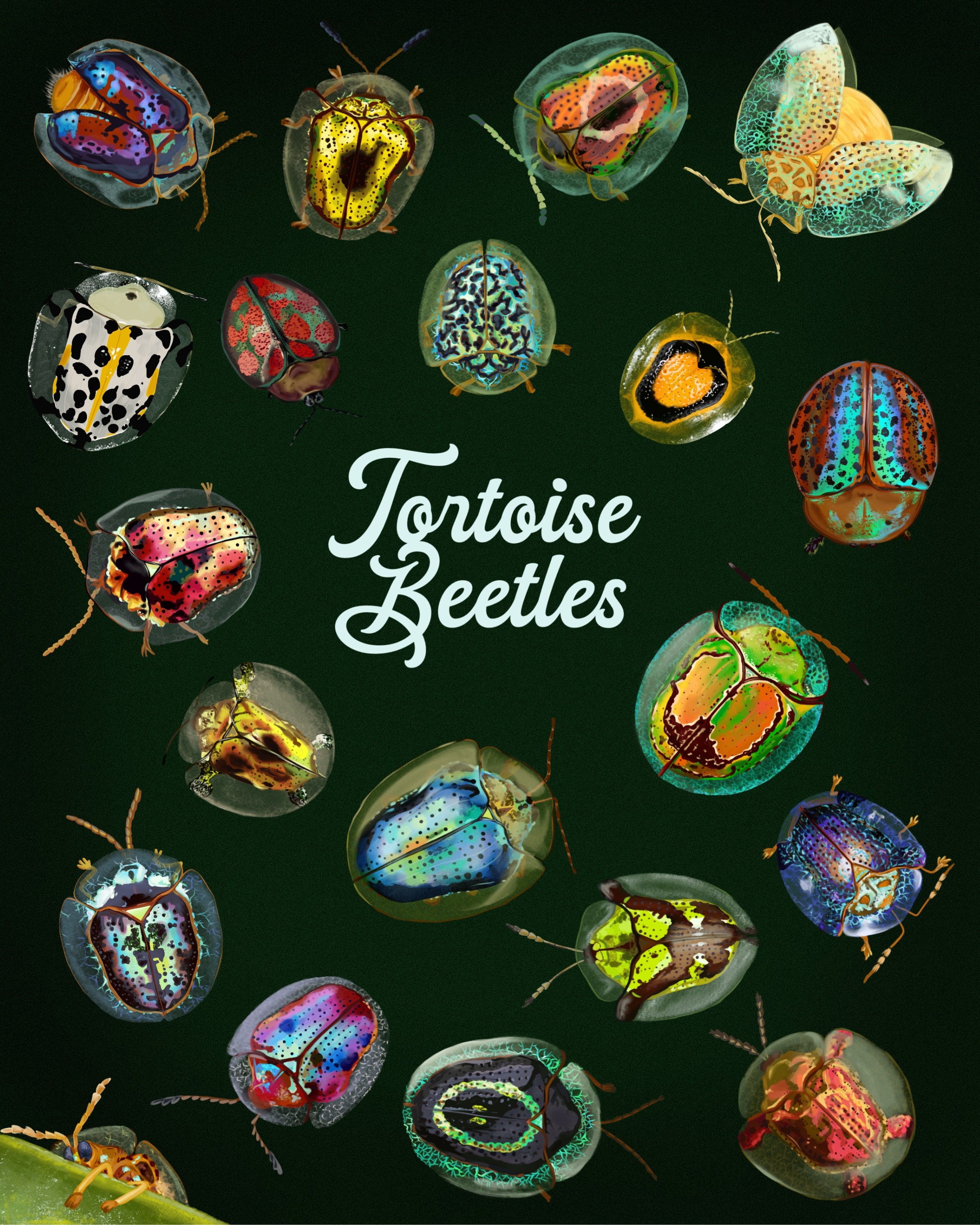 Tortoise Beetle KIDS PBN Kit - Colors & Cocktails
