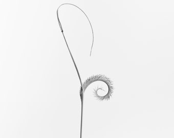 Hierba grama nativa del oeste - Impresión fotográfica de bellas artes - Fotografía de estudio en blanco y negro de una planta de las montañas del oeste