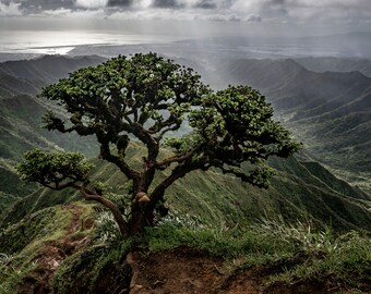 árbol sobre moanalua -Impresión de fotografía de paisaje de bellas artes - Árbol en lo alto de la exuberante selva tropical del valle de Moanolua, Oahu, Hawái