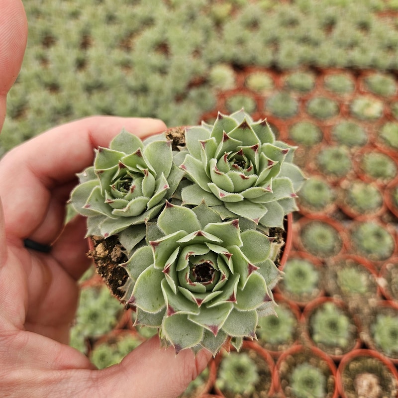 Hens and Chicks Succulent - Etsy